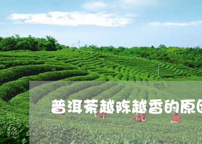 普洱茶越陈越香的原因/2023093018581