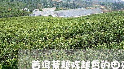 普洱茶越陈越香的由来/2023072496080