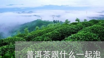 普洱茶跟什么一起泡/2023091507260