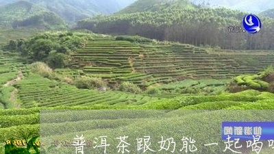 普洱茶跟奶能一起喝吗/2023092693047