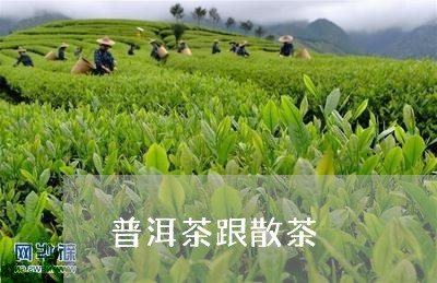 普洱茶跟散茶/2023042854572