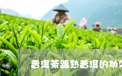 普洱茶跟熟普洱的功效/2023062873735