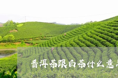 普洱茶跟白茶什么意思/2023062459504