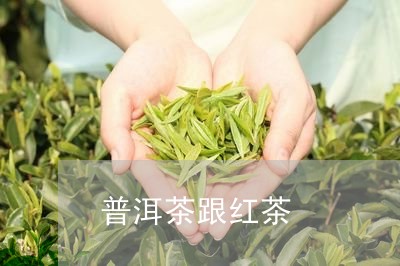 普洱茶跟红茶/2023042825874