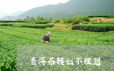 普洱茶转化不理想/2023101601405