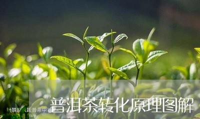 普洱茶转化原理图解/2023120538580