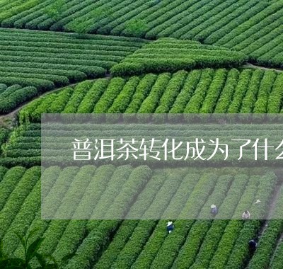 普洱茶转化成为了什么/2023092878683