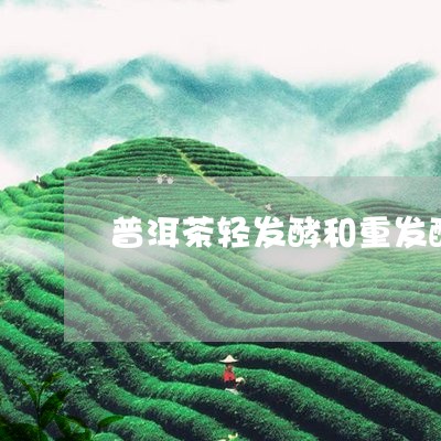 普洱茶轻发酵和重发酵/2023092912605