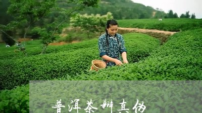 普洱茶辩真伪/2023042790949