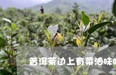 普洱茶边上有菜油味吗还能喝吗/2023053096170