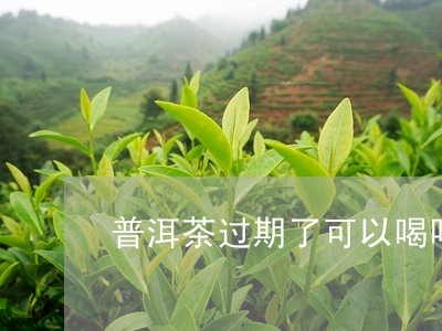 普洱茶过期了可以喝吗/2023062383847