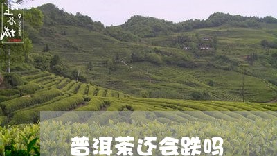 普洱茶还会跌吗/2023120362927