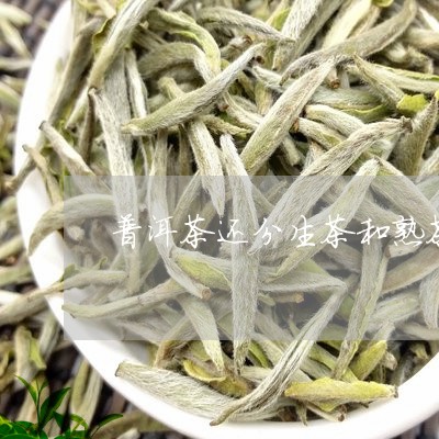 普洱茶还分生茶和熟茶/2023062836259