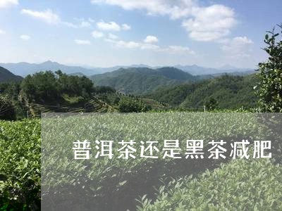 普洱茶还是黑茶减肥/2023091575060