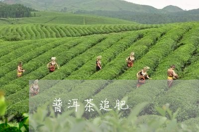 普洱茶追肥/2023090596967