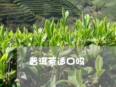 普洱茶适口吗/2023042715172