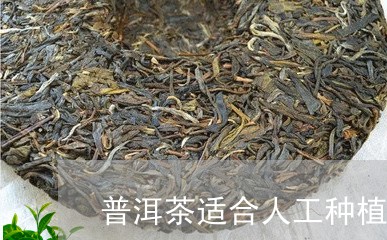 普洱茶适合人工种植吗/2023092574715