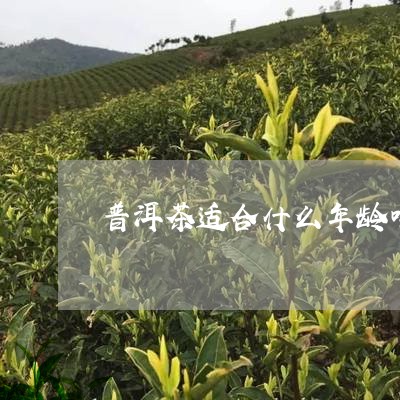 普洱茶适合什么年龄喝/2023073110603