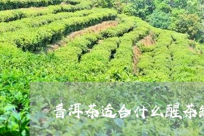 普洱茶适合什么醒茶罐/2023063090805