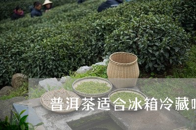 普洱茶适合冰箱冷藏吗/2023080314835