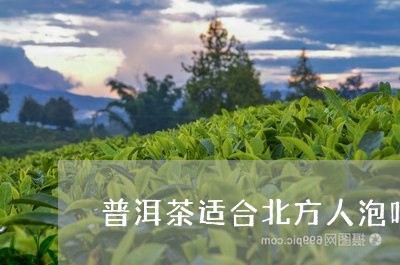 普洱茶适合北方人泡吗/2023092731591