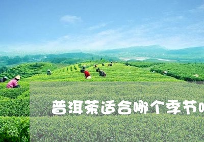 普洱茶适合哪个季节喝最好/2023083079270