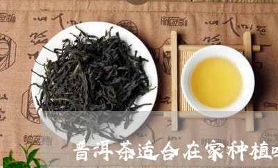 普洱茶适合在家种植吗/2023092553859