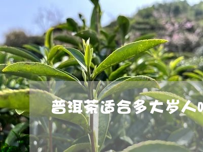 普洱茶适合多大岁人喝/2023092980695