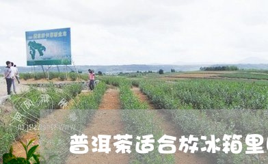 普洱茶适合放冰箱里吗/2023062288371