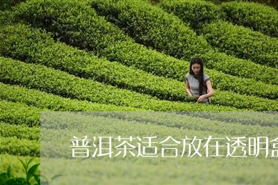 普洱茶适合放在透明盒/2023080113615