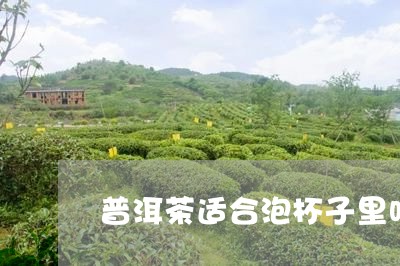 普洱茶适合泡杯子里吗/2023101706351