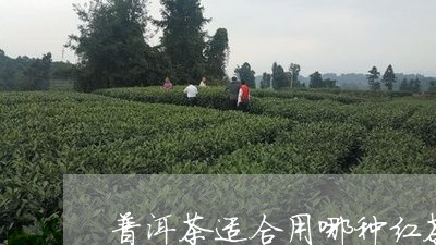 普洱茶适合用哪种红茶/2023080365868