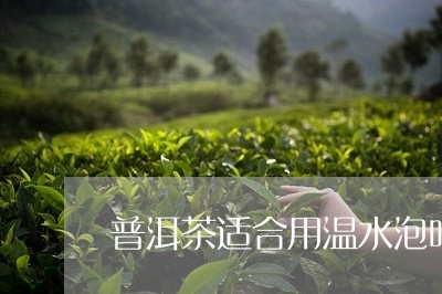 普洱茶适合用温水泡吗/2023092930605