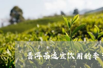 普洱茶适宜饮用的季节/2023120647270