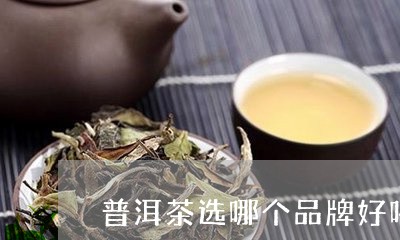 普洱茶选哪个品牌好喝点/2023110157047