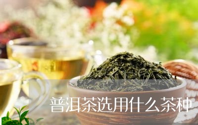 普洱茶选用什么茶种/2023112873936