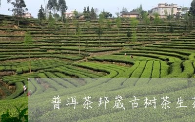 普洱茶邦崴古树茶生茶/2023100797269