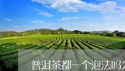 普洱茶都一个泡法吗为什么/2023112450792