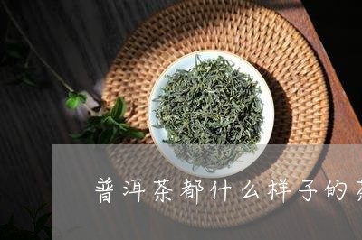 普洱茶都什么样子的茶好/2023112895279