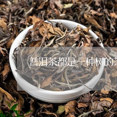 普洱茶都是一种树的茶吗/2023120756150