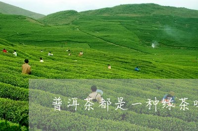 普洱茶都是一种绿茶吗/2023092724726