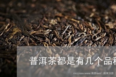 普洱茶都是有几个品种的茶/2023110226149