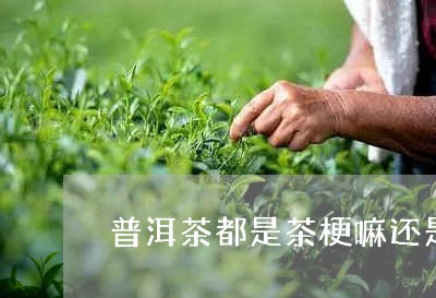 普洱茶都是茶梗嘛还是茶叶/2023112565148