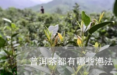 普洱茶都有哪些泡法/2023120518269