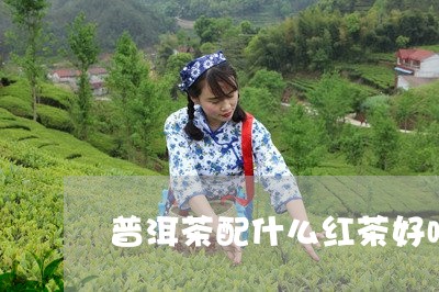 普洱茶配什么红茶好喝/2023080150714