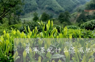 普洱茶配什么茶减肥吗/2023100766158