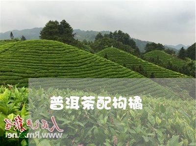 普洱茶配枸橘/2023102584917