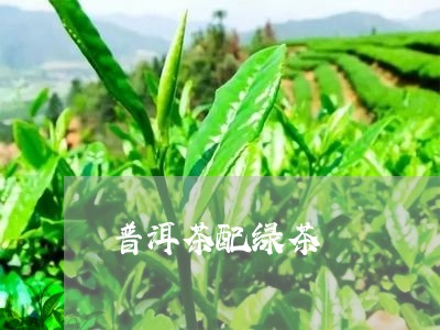 普洱茶配绿茶/2023042796719