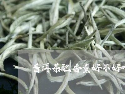 普洱茶配香薰好不好喝呢/2023110115958