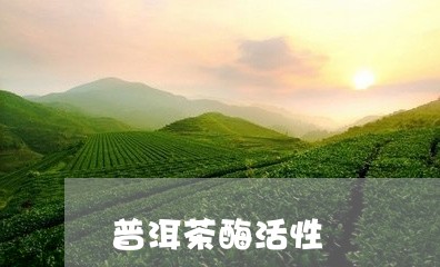 普洱茶酶活性/2023042892962